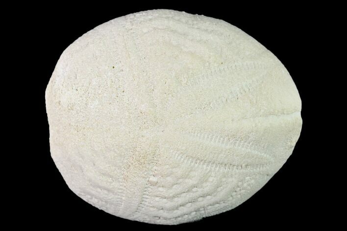 Fossil Sea Urchin (Eupatagus) - Florida #136077